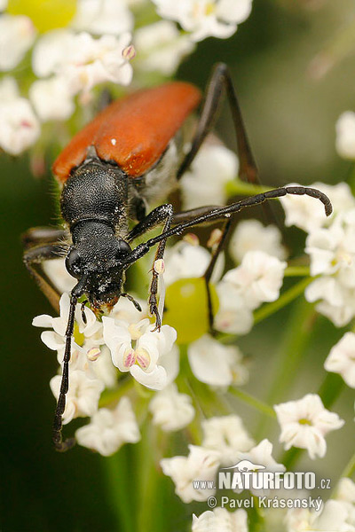 Longhorn Beetle (Anastrangalia sanguinolenta)