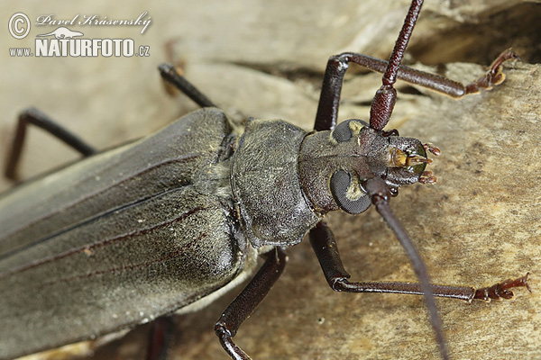 Longhorn beetle (Aegosoma scabricorne)