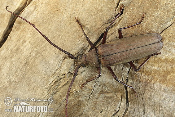 Longhorn beetle (Aegosoma scabricorne)