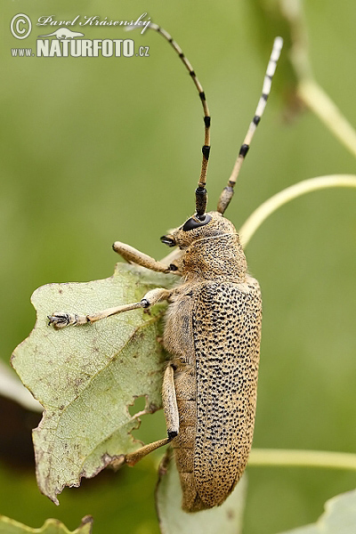 Longhorn Beetle (Saperda carcharias)