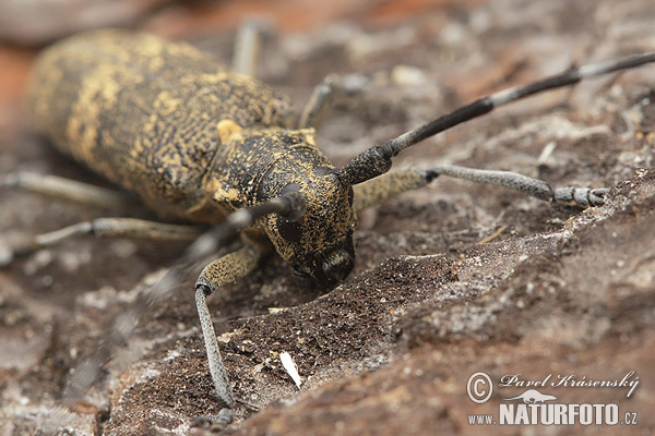 Longhorn beetle (Monochamus galloprovincialis)