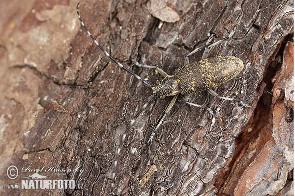 Longhorn beetle (Monochamus galloprovincialis)
