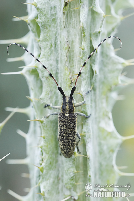 Longhorn Beetle (Agapanthia sicula)