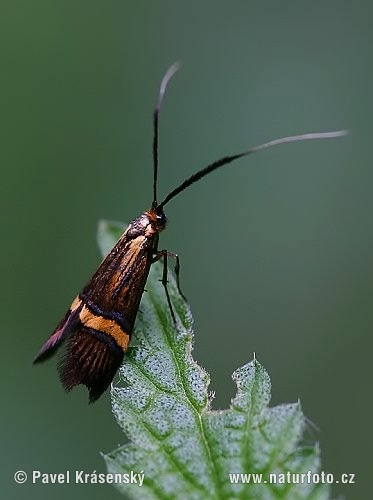 Longhorn Moth (Adela degeerella)