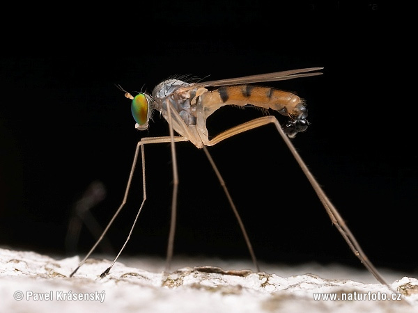 Long- legged Fly (Neurigona quadrifasciata)