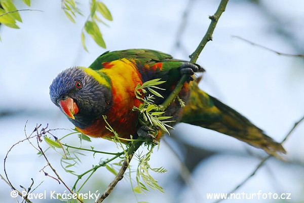 Lorichetto arcobaleno