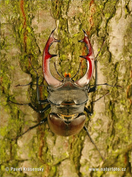 Lucanus cervus