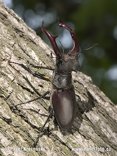 Lucanus cervus