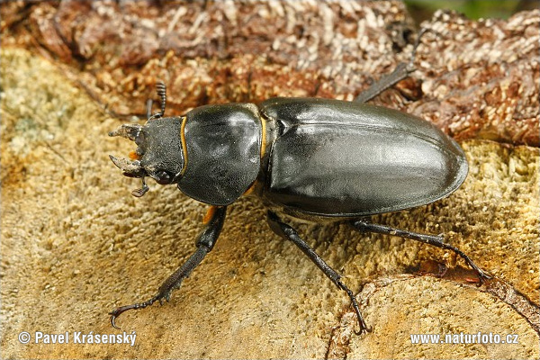 Lucanus cervus