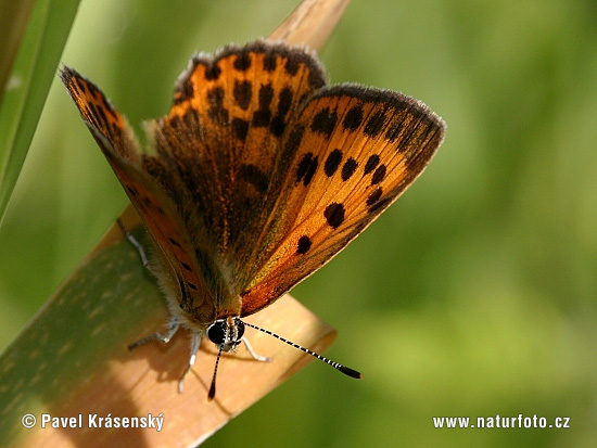 Lycaena tityrus