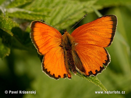 Lycaena virgaureae