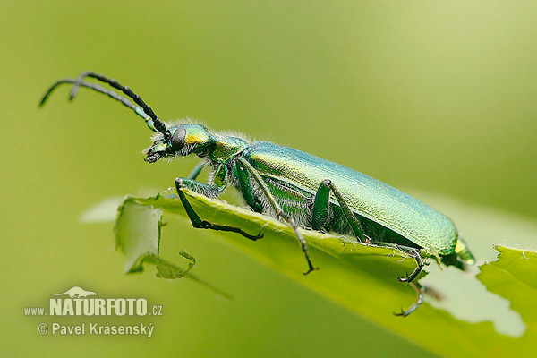 Lytta vesicatoria