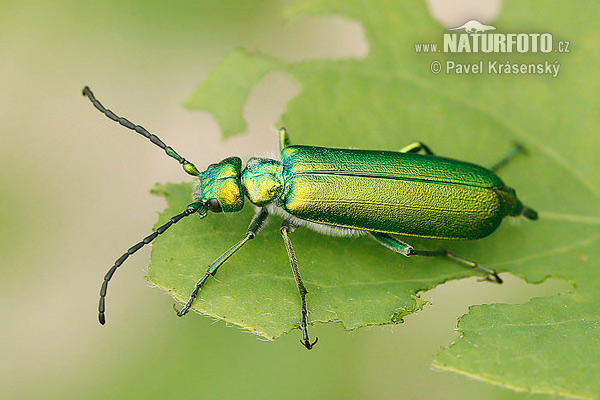 Lytta vesicatoria