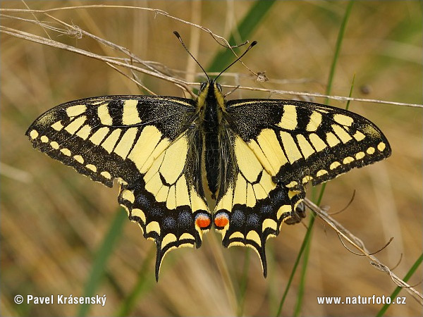 Machaon papillon