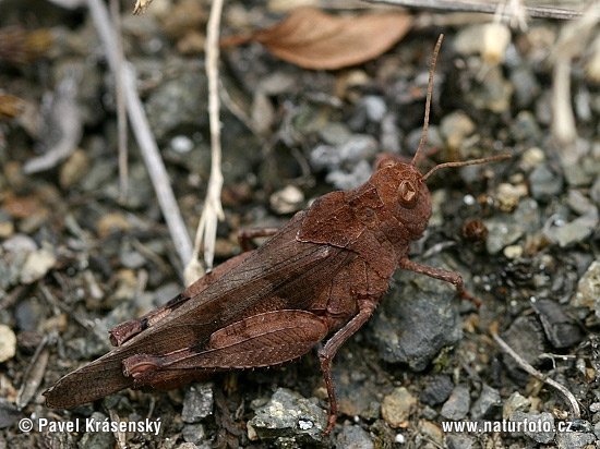 Mėlynsparnis tarkšlys