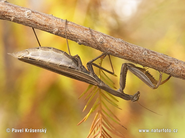 Mantis religiosa