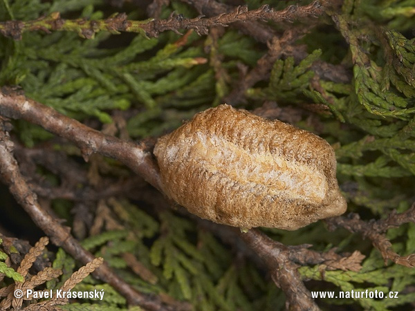 mantis religiosa