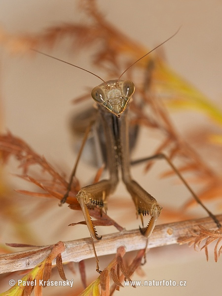 Mantis religiosa