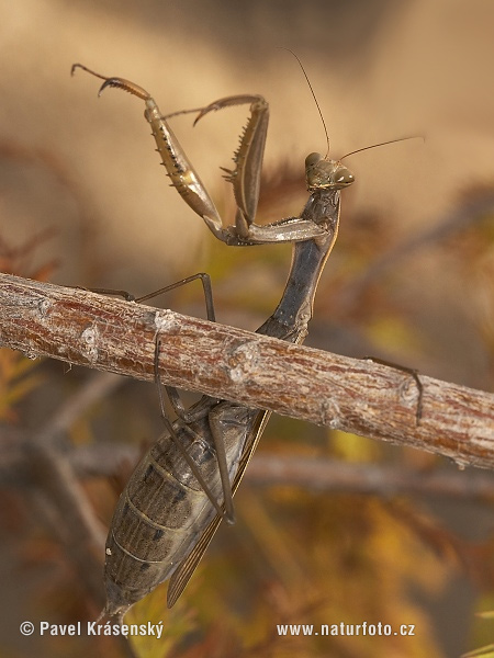 Mantis religiosa