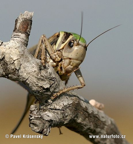 Margasis žiogas