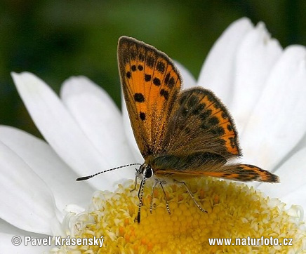 Mariposa manto de oro