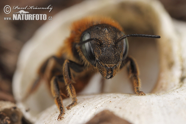 Mason Bee (Osmia aurulenta)