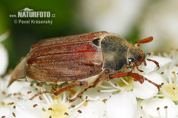 May Beetle (Melolontha melolontha)