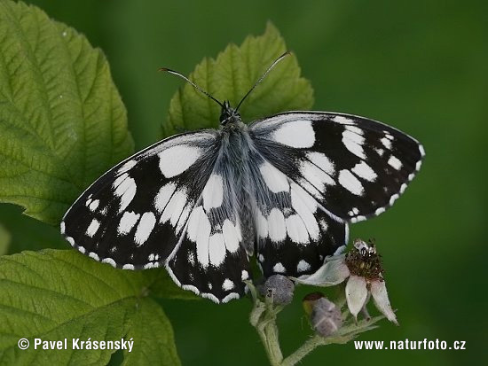 Melanargia galathea