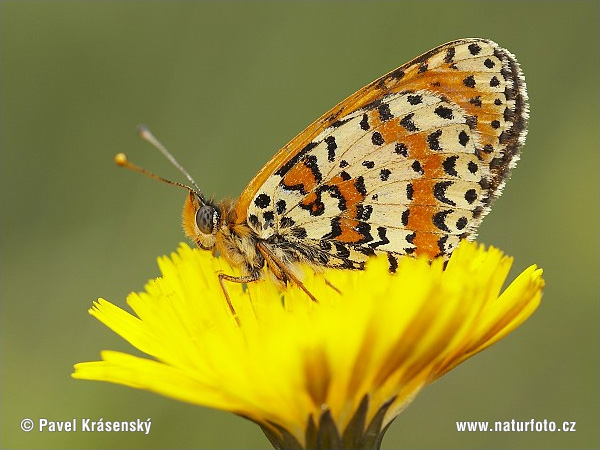 Melitaea didyma