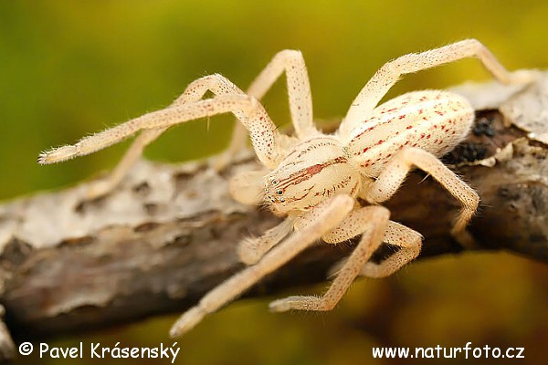 Micrommata virescens