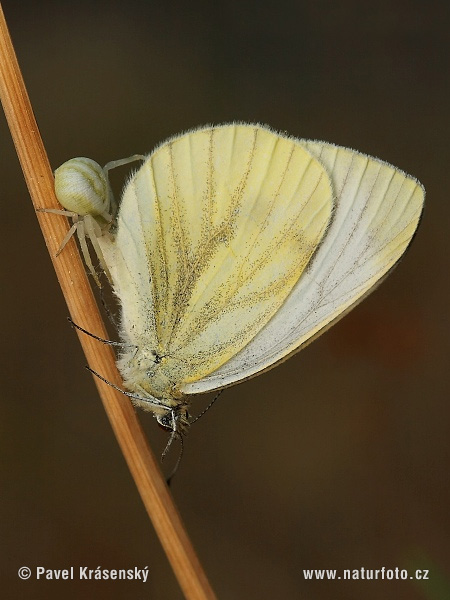 Misumena vatia