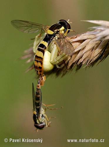 Misumena vatia