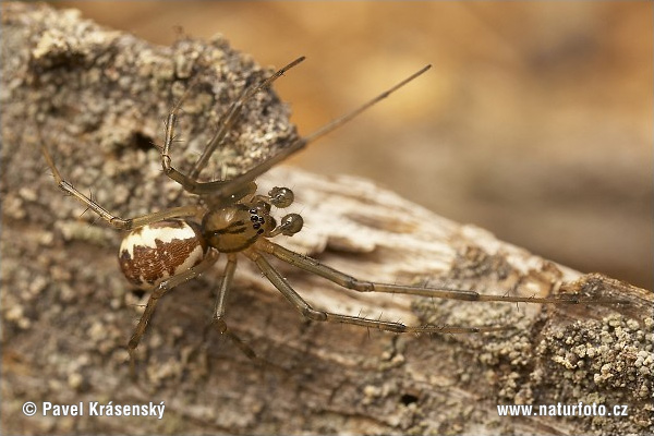 Money Spider (Linyphia triangularis)