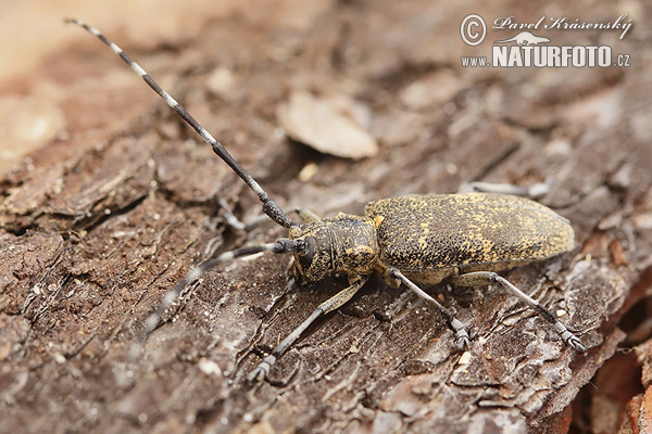 Monochamus galloprovincialis