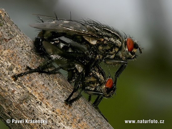 Mosca grisa de la carn