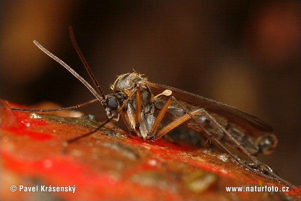 Mosquito (Boletina Sp.)