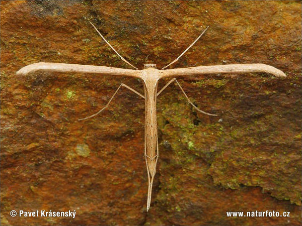Moth (Pterophorus sp.)