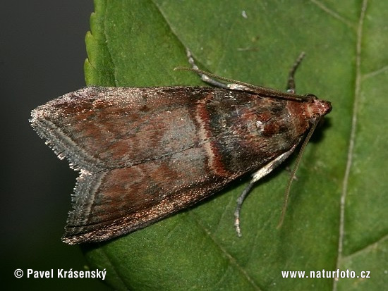 Moth (Conobathra repandana)