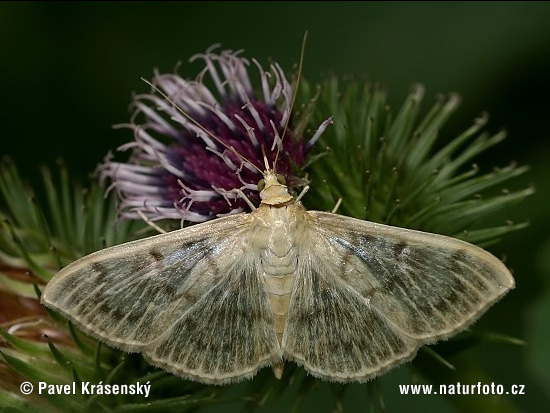Mother Of Pearl Moth (Pleuroptya ruralis)