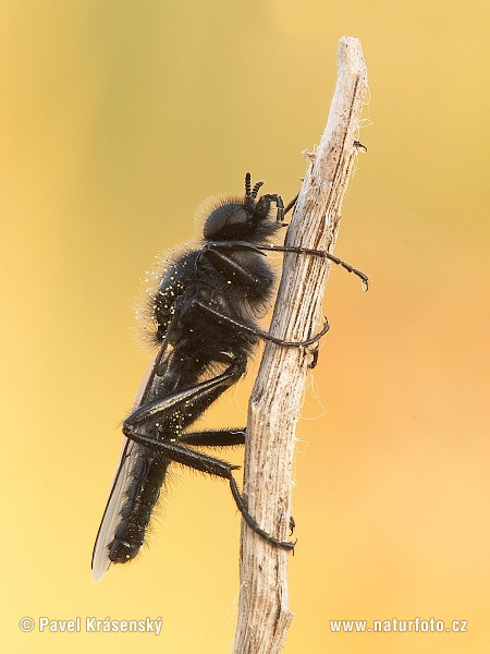 Mouche de la Saint Marc