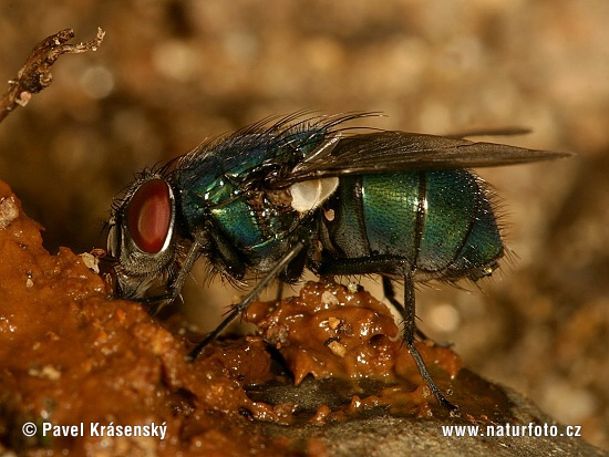 Mouche dorée