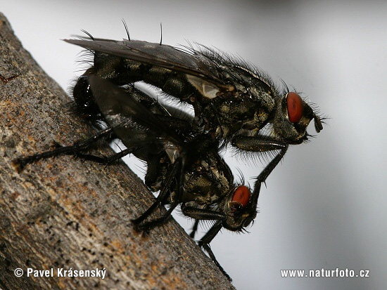 Mouche grise de la viande