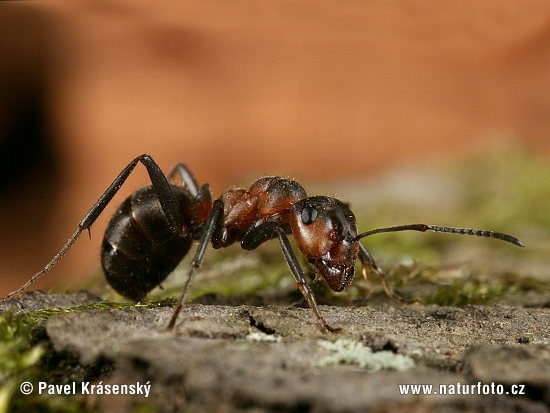 Mrówka łąkowa