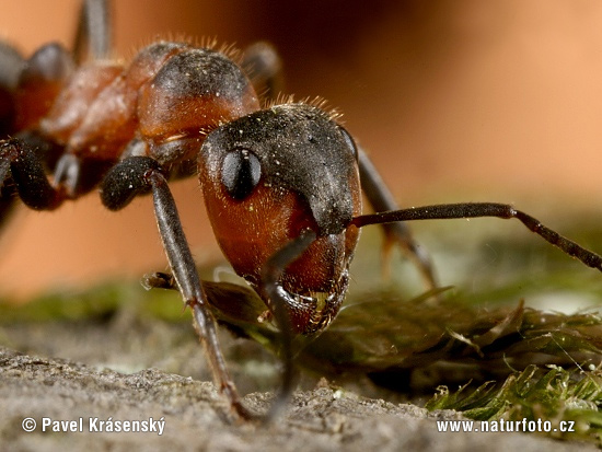 Mrówka łąkowa