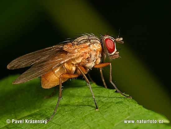 Muscid Fly (Phaonia rufiventris)