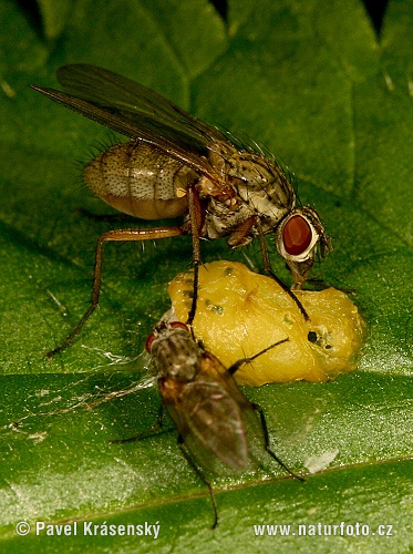 Muscid Fly (Phaonia angelicae)