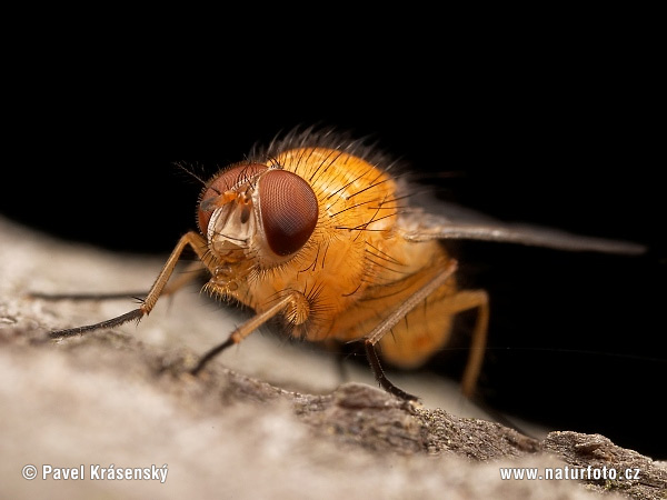 Muscid Fly (Phaonia pallida)
