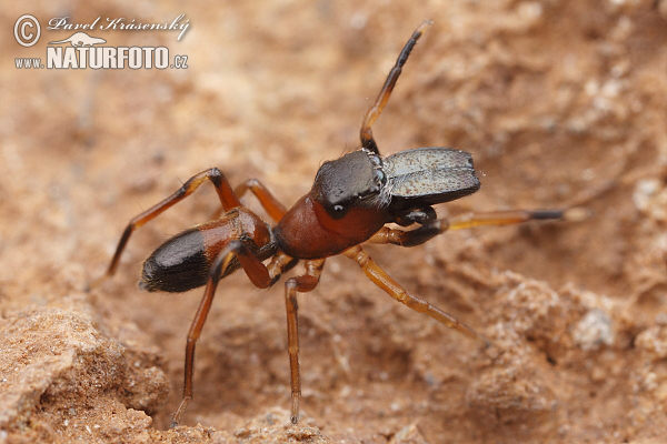 Myrmarachne formicaria