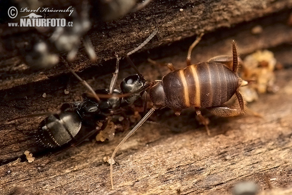 Myrmecophila acervorum