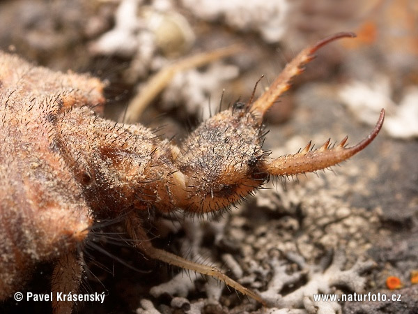 Myrmeleo sp.